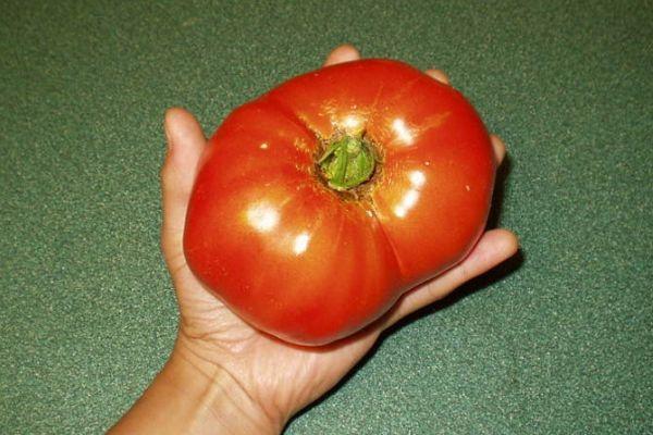 pomidorų milžinas