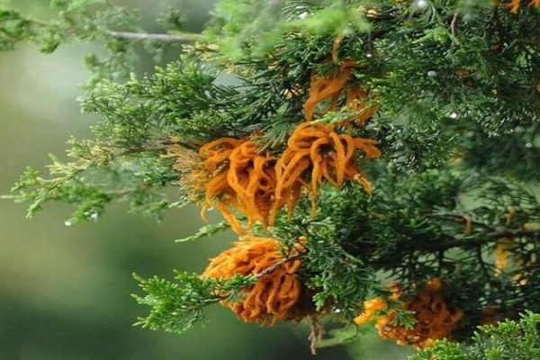 juniper diseases + and + their treatment photo