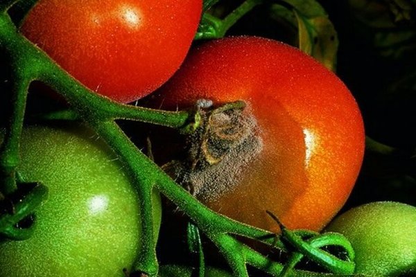 Gray rot on tomatoes: briefly about tomatoes