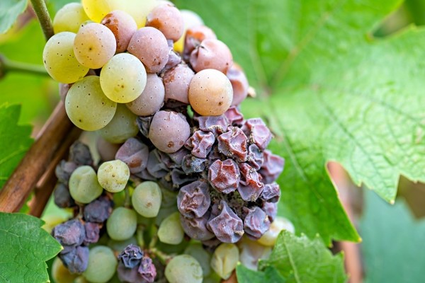Gray rot on grapes: what is it