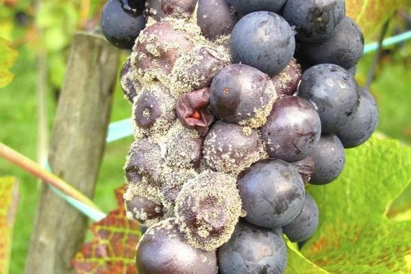 Gray rot on grapes: how to fight, a description of the causes