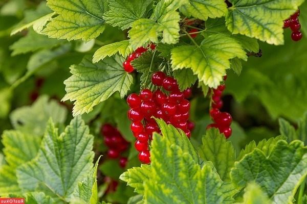 red currant sugar variety