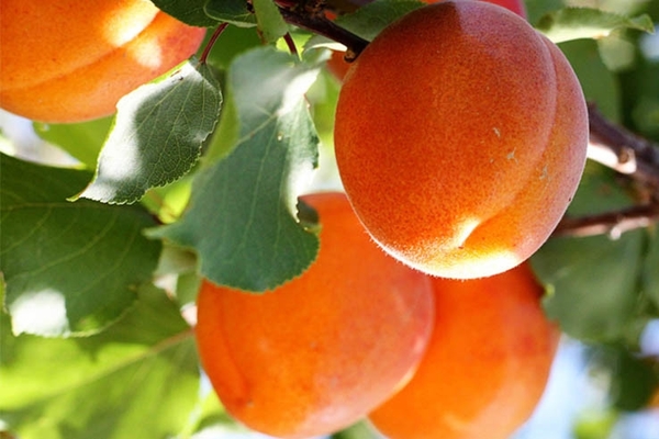  photo à joues rouges variété d'abricot