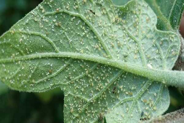 Bladluizen op aubergine