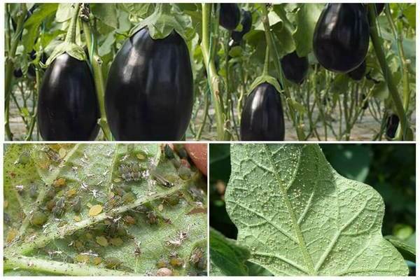 folk remedies voor bladluizen aubergine