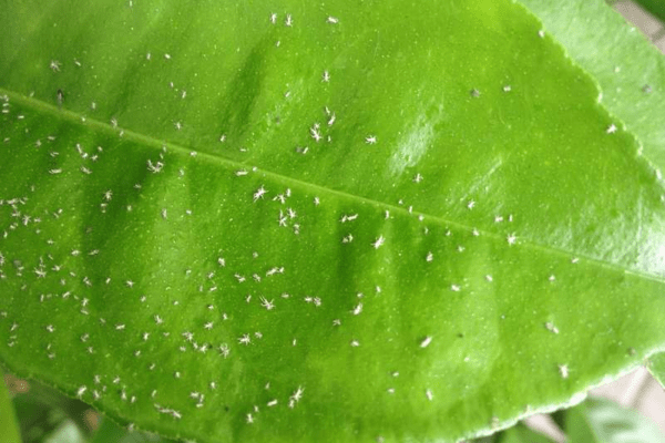 Aphids on indoor plants how to fight. Aphids - who is this?
