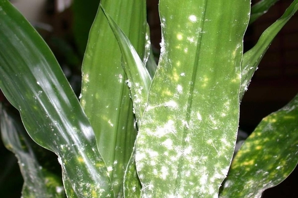 Aphids on indoor plants how to fight. How do aphids get into your house?