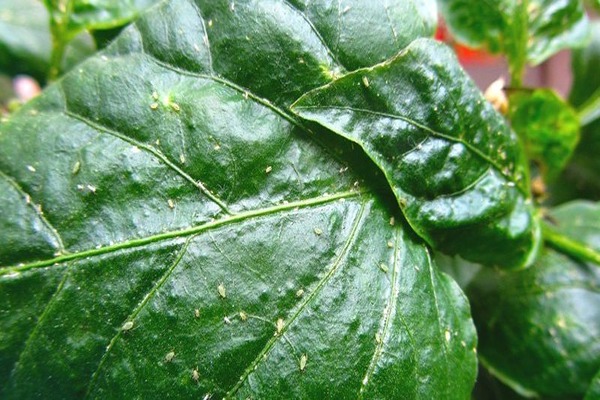 Aphids on indoor plants how to fight. How do aphids get into your house?