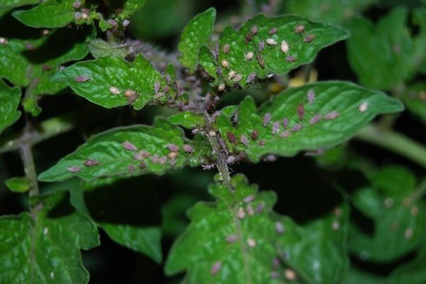 Aphids on tomatoes: how to fight. Which aphid prefers tomatoes
