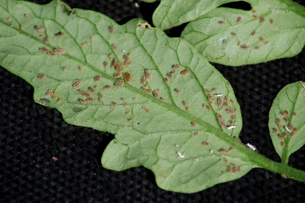 Aphids on tomatoes: how to fight. How to recognize aphids