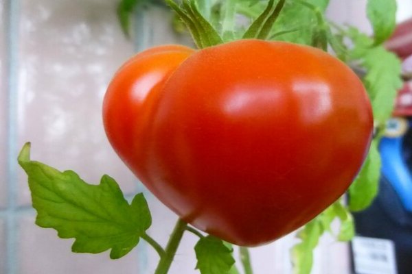 Tomato Budenovka: variety description. General information