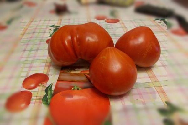 Tomato Budenovka: variety description. Briefly about the real variety