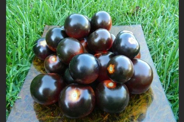 Tomato Black Strauß: ein kleiner Ausflug in die Geschichte