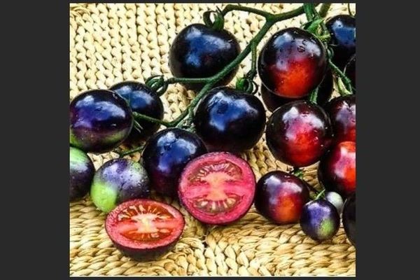 Rajčica Crni grozd: opis korisnosti