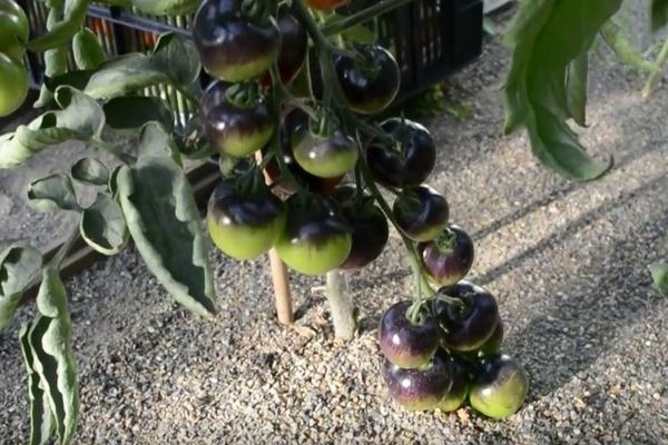 Rajčice Crni grozd: fotografija, karakteristični znakovi