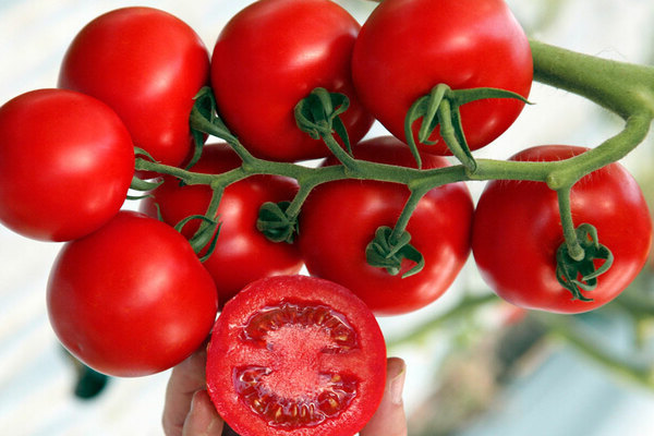 Tomaten-Intuition: eine kleine Geschichte