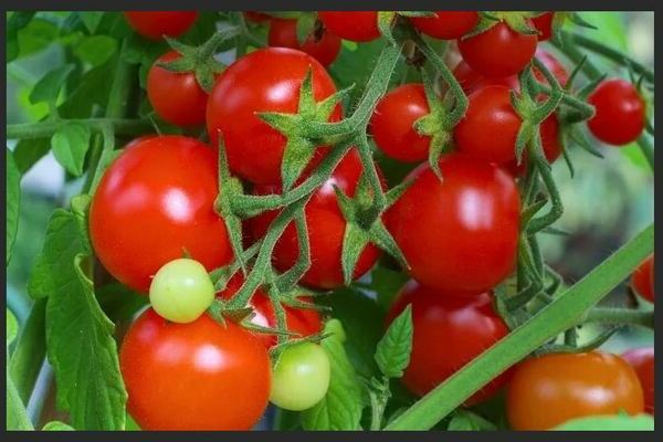Tomatintuisjon: karakteristisk for sorten