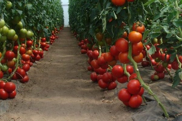 Pomidorų intuicijos nuotrauka, privalumai ir trūkumai