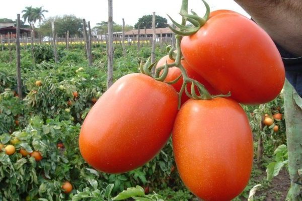 Tomato Novice: characteristics of the bush