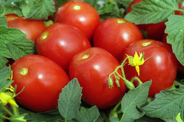 Pomidorų naujokas: vaisių aprašymas