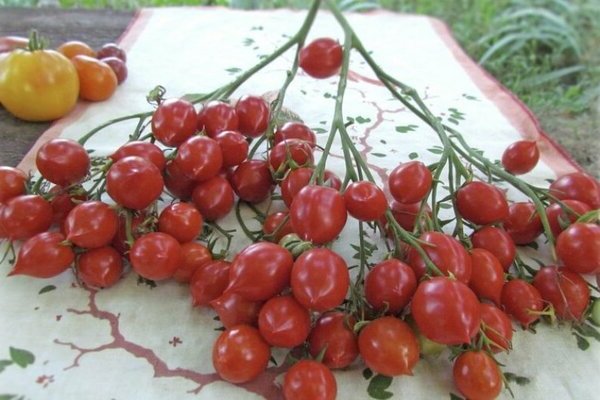 Tomato Geranium Kiss: Ciri Ciri