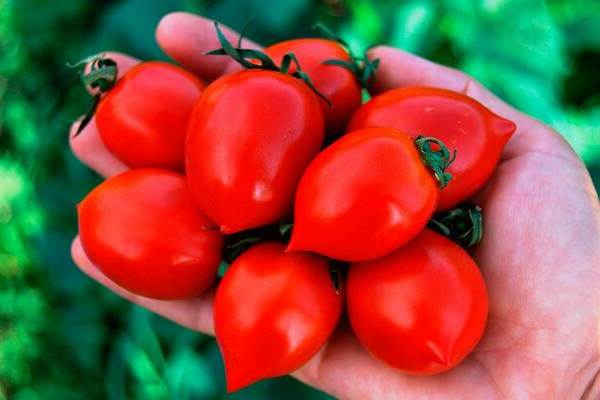 Tomato Geranium Kiss: popis výsadby v otvorenej pôde