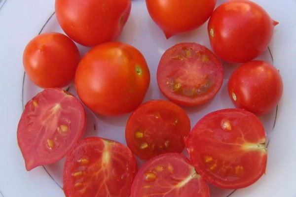 Tomato ciuman geranium: foto, tumbuh benih