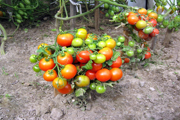 Ultra early ripening tomato: rules for growing a variety