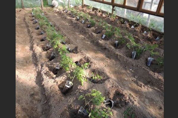 How to plant ultra-early ripening tomato varieties with seedlings in greenhouses