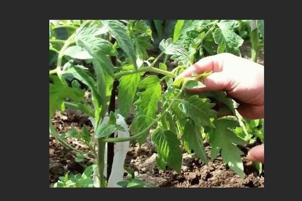 Tomatoes: whether to pick off the lower leaves. Two points of view on the problem