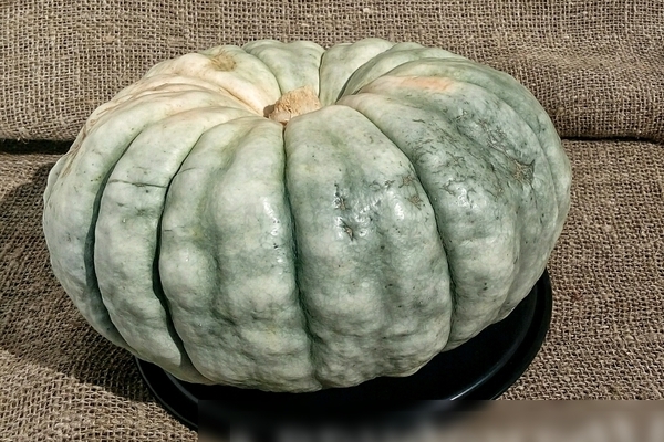 Pumpkin Marble: a description of pests and diseases