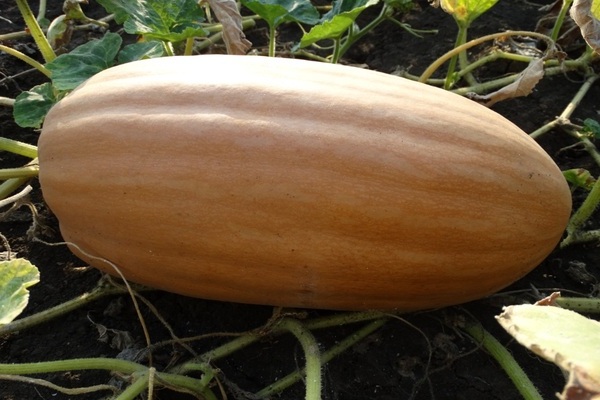 Pumpkin Vitamin: a description of the history of the appearance of the variety