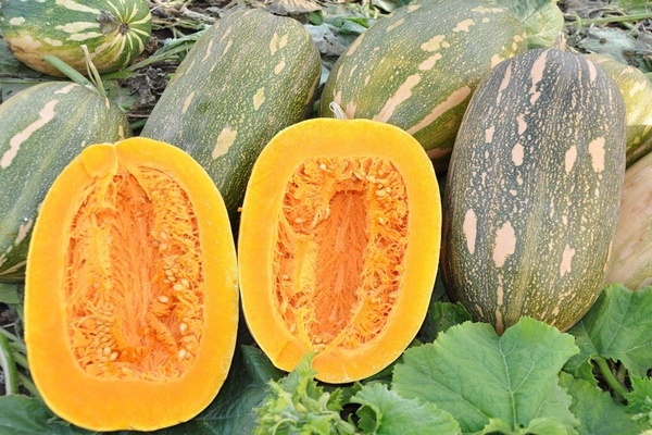 Vitamin pumpkin: description, general characteristics