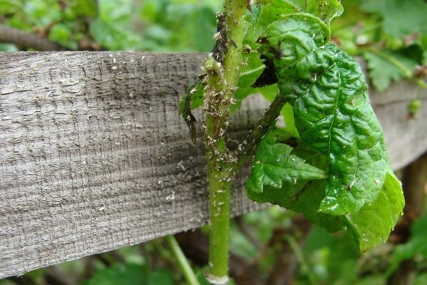Serbentų lapai susiraukšlėja: ką daryti, jei priežastis - vabzdžiai