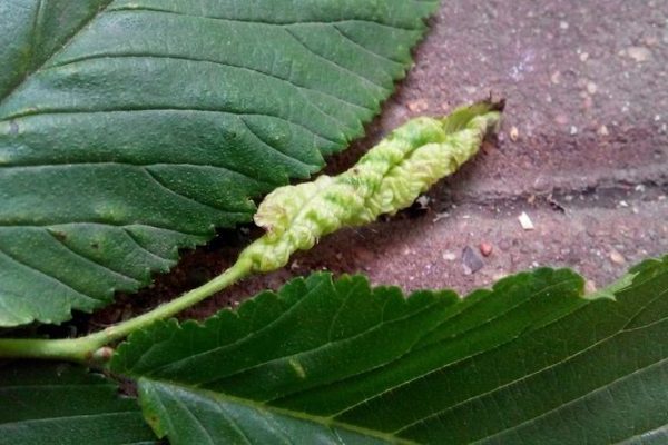 Why currant leaves curl: main diseases