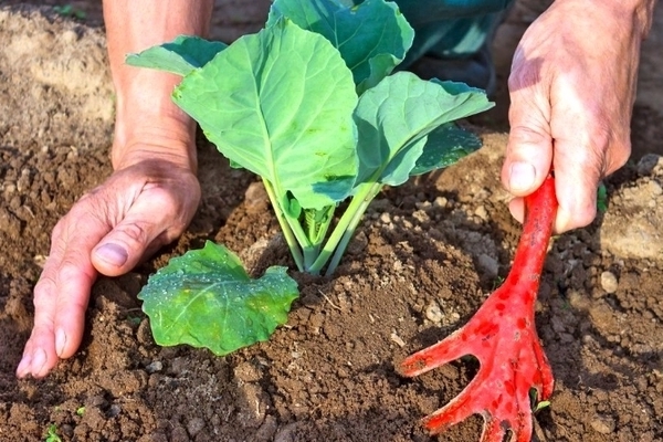Eggplant care: loosening the soil