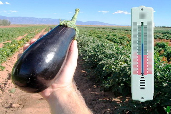 Eggplant: growing and care. Suitable ambient temperature