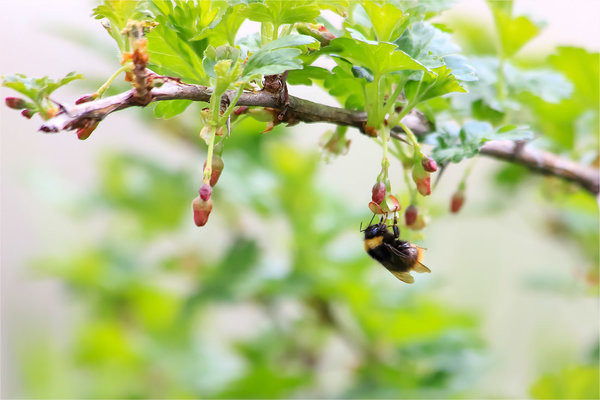 Pangangalaga sa gooseberry: pangunahing impormasyon