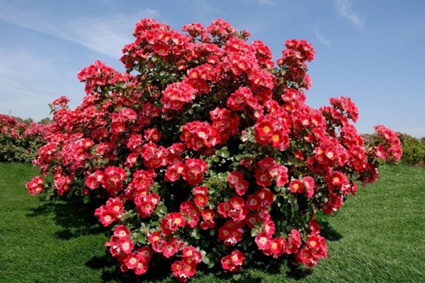 Types of park roses