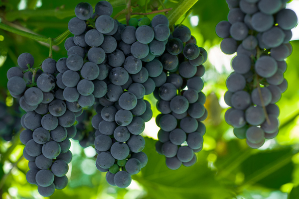 Alpha grapes: variety description