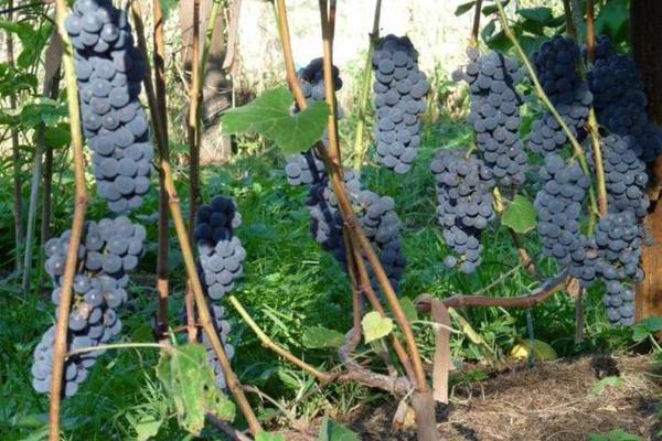 Alpha grapes: a description of the correct planting