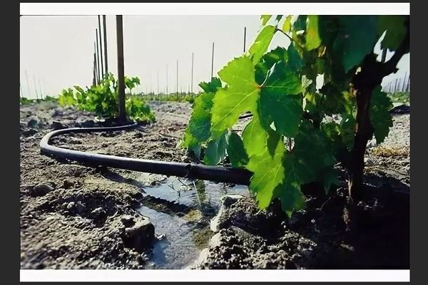 Alpha grape variety: watering rules