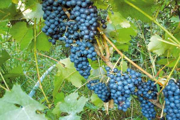 Anggur amur: penerangan tentang pelbagai, ciri