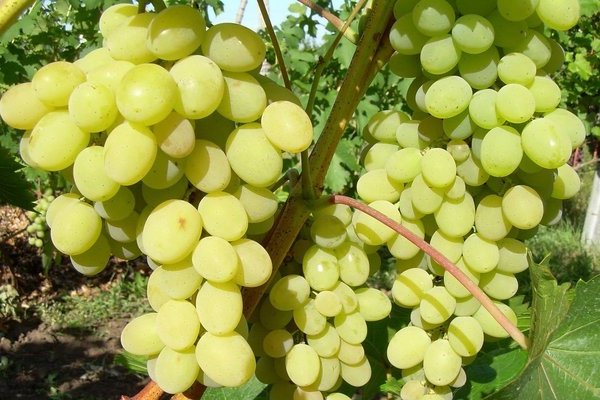 Augustine grapes: variety description