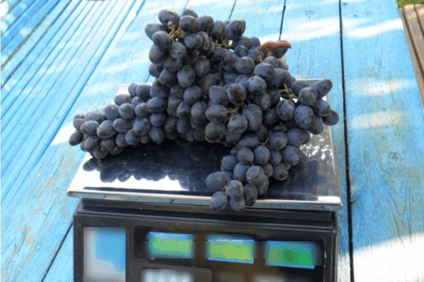 Sorta grožđa Charlie: o četkama i bobicama