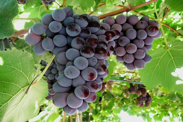 Кардинално грозде: общи характеристики