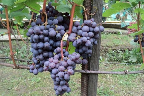 How to plant and care for the Cardinal grape variety