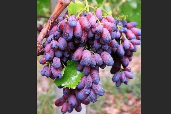 Ljepota sorte grožđa: nedostaci i prednosti