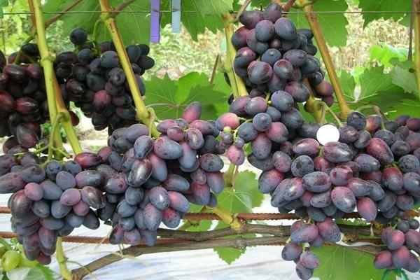 Grapes Krasotka: description of the variety, photo, characteristic features