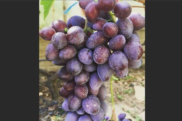 Anggur Krasotka: penerangan mengenai pelbagai, maklumat ringkas mengenai anggur